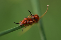 Crioceris duodecimpunctata