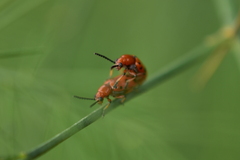 Crioceris duodecimpunctata