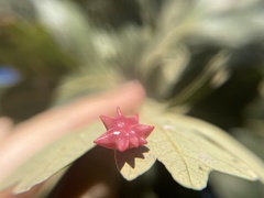 Cynips douglasii