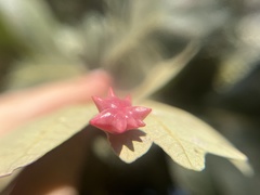 Cynips douglasii