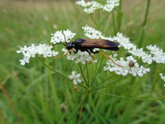 Tenthredo crassa