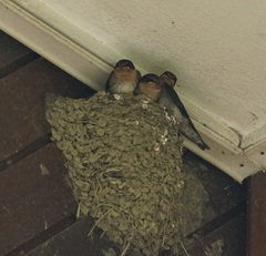 Hirundo tahitica