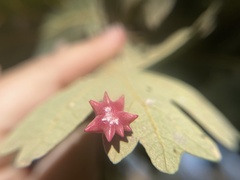 Cynips douglasii