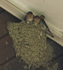 Hirundo tahitica
