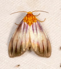 Eulithosia plesioglauca