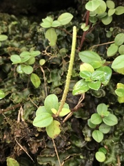 Peperomia