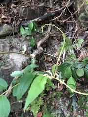 Actinidia