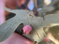 Cynips douglasii