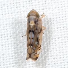 Scaphoideus opalinus