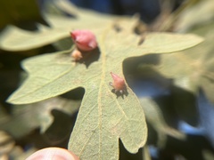 Cynips douglasii