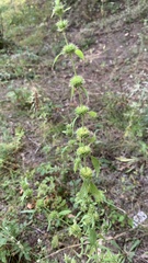 Chaiturus marrubiastrum