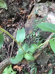 Actinidia
