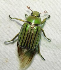Chrysina gloriosa