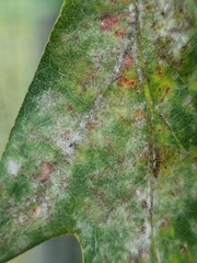 Erysiphe alphitoides