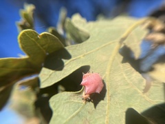 Cynips douglasii