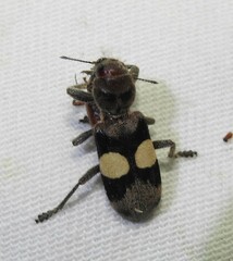 Enoclerus bimaculatus