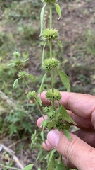 Chaiturus marrubiastrum