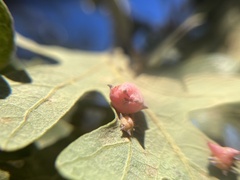 Cynips douglasii
