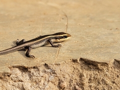 Trachylepis striata