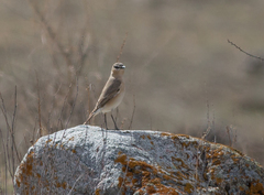 Oenanthe isabellina