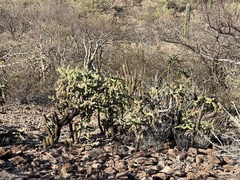 Cylindropuntia cholla