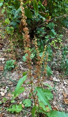 Rumex acetosella