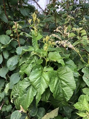 Clerodendrum japonicum