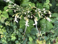 Clerodendrum japonicum