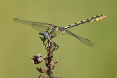 Ophiogomphus occidentis