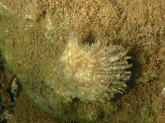 Pinctada imbricata