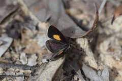 Candalides xanthospilos