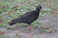 Columba livia domestica