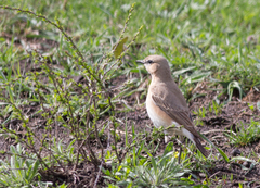 Oenanthe isabellina