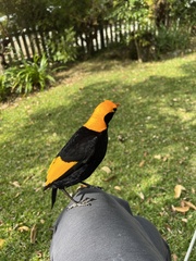 Sericulus chrysocephalus