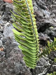 Polypodium pellucidum