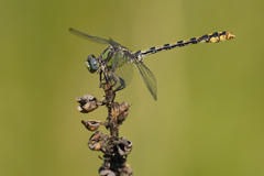 Ophiogomphus occidentis