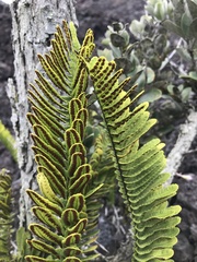 Polypodium pellucidum