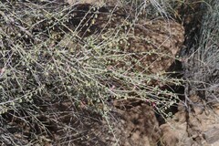 Adenolobus garipensis