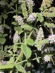 Mentha suaveolens