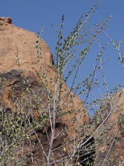 Adenolobus garipensis