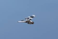 Libellula forensis