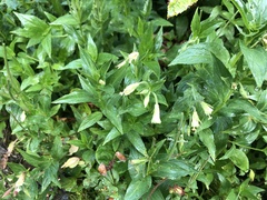 Epilobium luteum