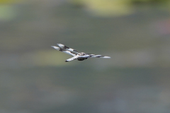 Libellula forensis