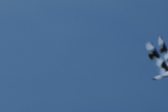 Libellula forensis