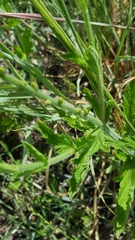 Verbena xutha