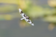 Libellula forensis