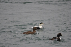 Somateria mollissima