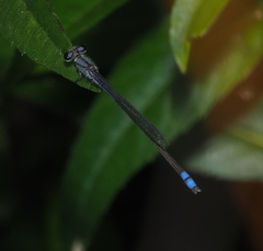 Enallagma novaehispaniae