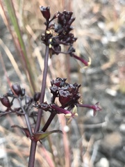 Kadua centranthoides