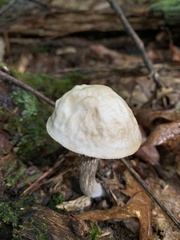 Leccinellum albellum